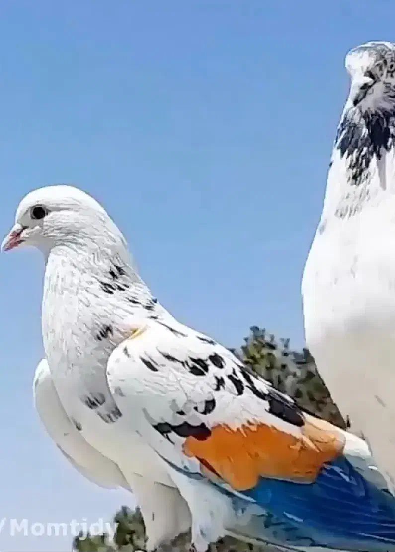 تعداد ۴۵ عدد کبوتر برای فروش ( بازدید فومن )|پرنده|رشت, یخسازی|دیوار