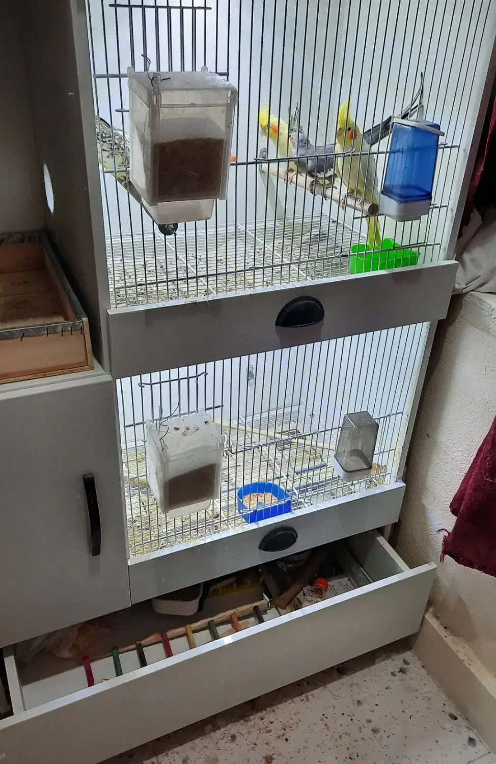 قفس پرنده و طوطی سانان همراه عروس هلندی یا جداجدا|لوازم جانبی حیوانات|شریفآباد, |دیوار