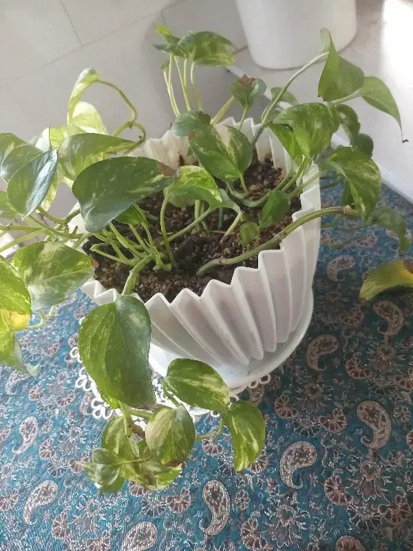 پتوس سالم|ماهی|تربت‌حیدریه, آسایش|دیوار