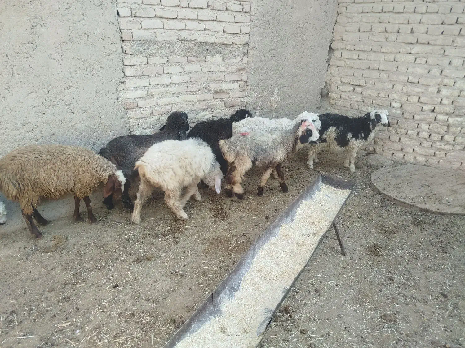 8راس بره نروماده|حیوانات مزرعه|فسا, |دیوار