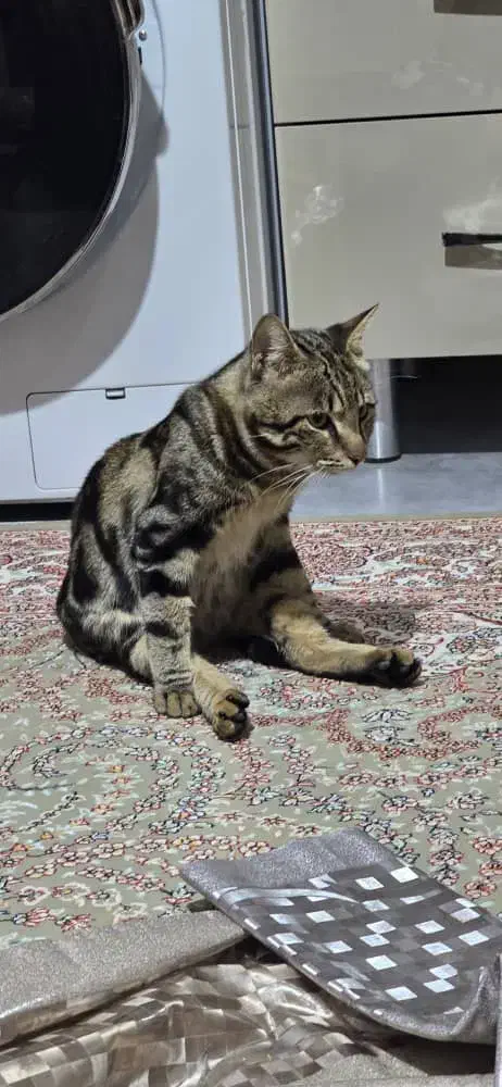 گربه|گربه|نجفآباد, ویلاشهر|دیوار