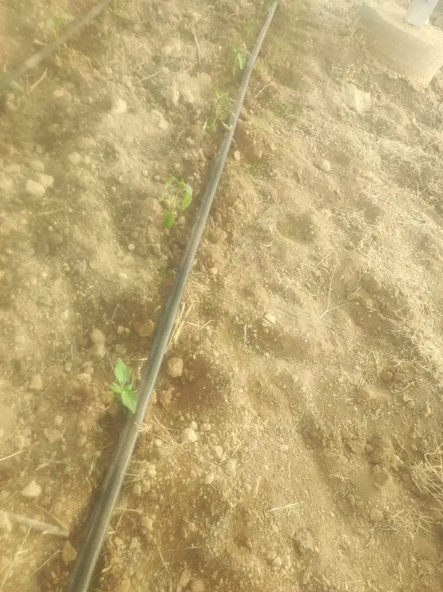 کاردرگلخونه اصفهانه برج ۲۰تومن حقوق|استخدام صنعتی، فنی، مهندسی|زاهدان, |دیوار