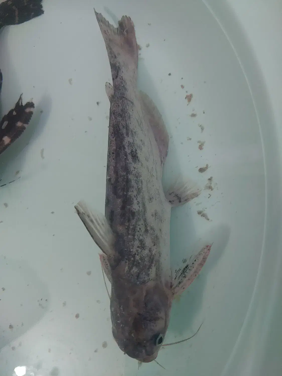 فروش فوری|ماهی|تهران, امانیه|دیوار