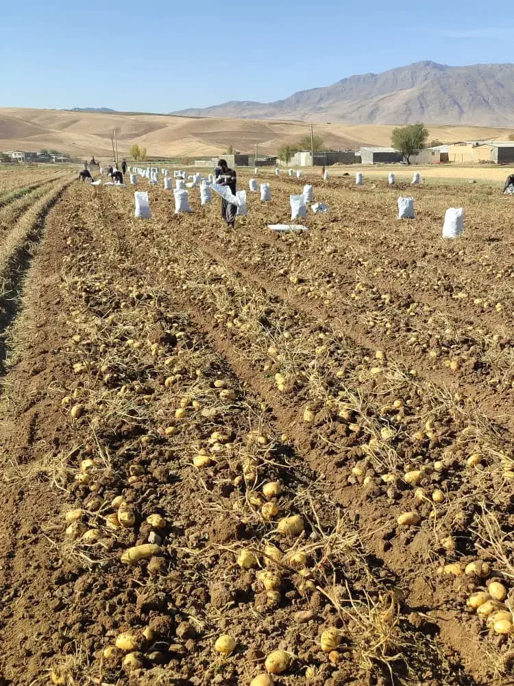 فروش عمده سیب زمینی|عمدهفروشی|زاغه, |دیوار