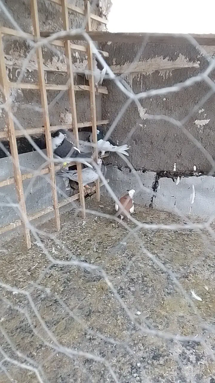 کبوتر پرشی میزان|پرنده|دشتابی, |دیوار