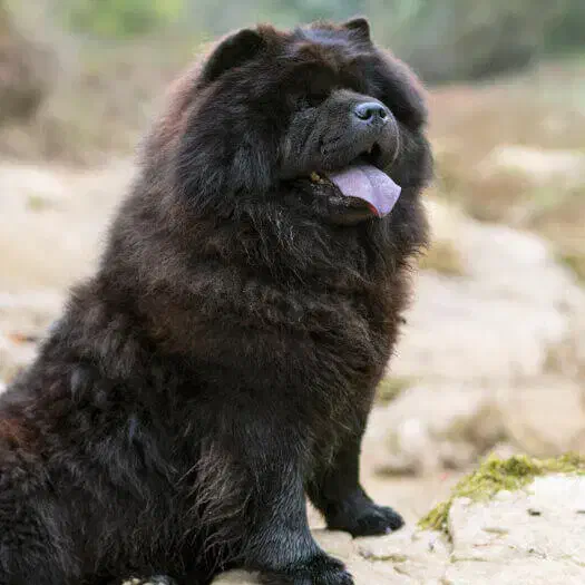 سگ چاو چاو|سگ|بجنورد, |دیوار