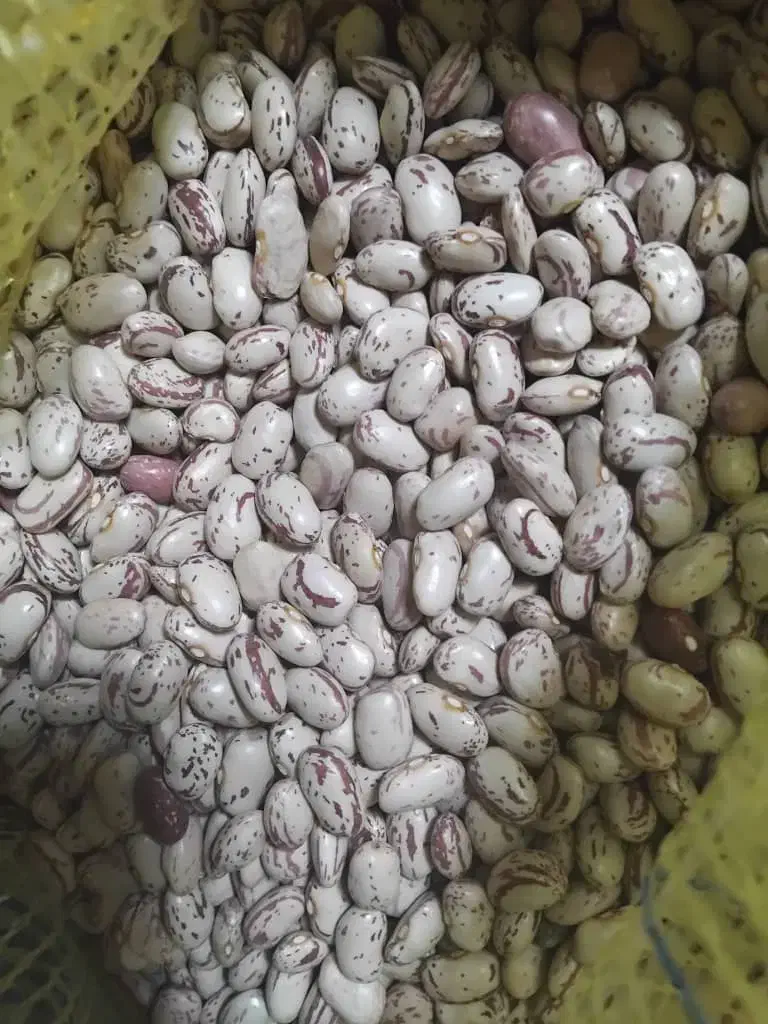 لوبیا چیتی|خوردنی و آشامیدنی|سیلوانه, |دیوار