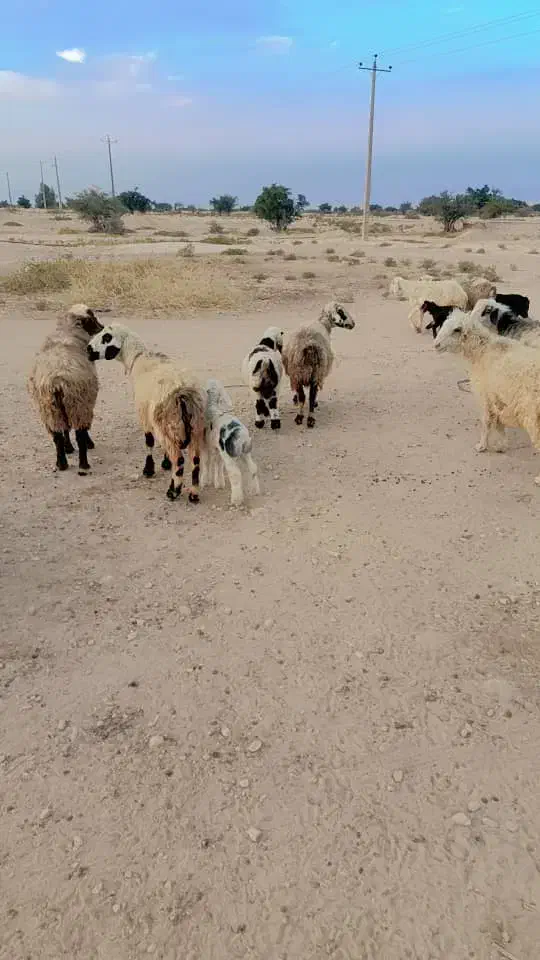 ۲۵ راس میش|حیوانات مزرعه|کازرون, |دیوار