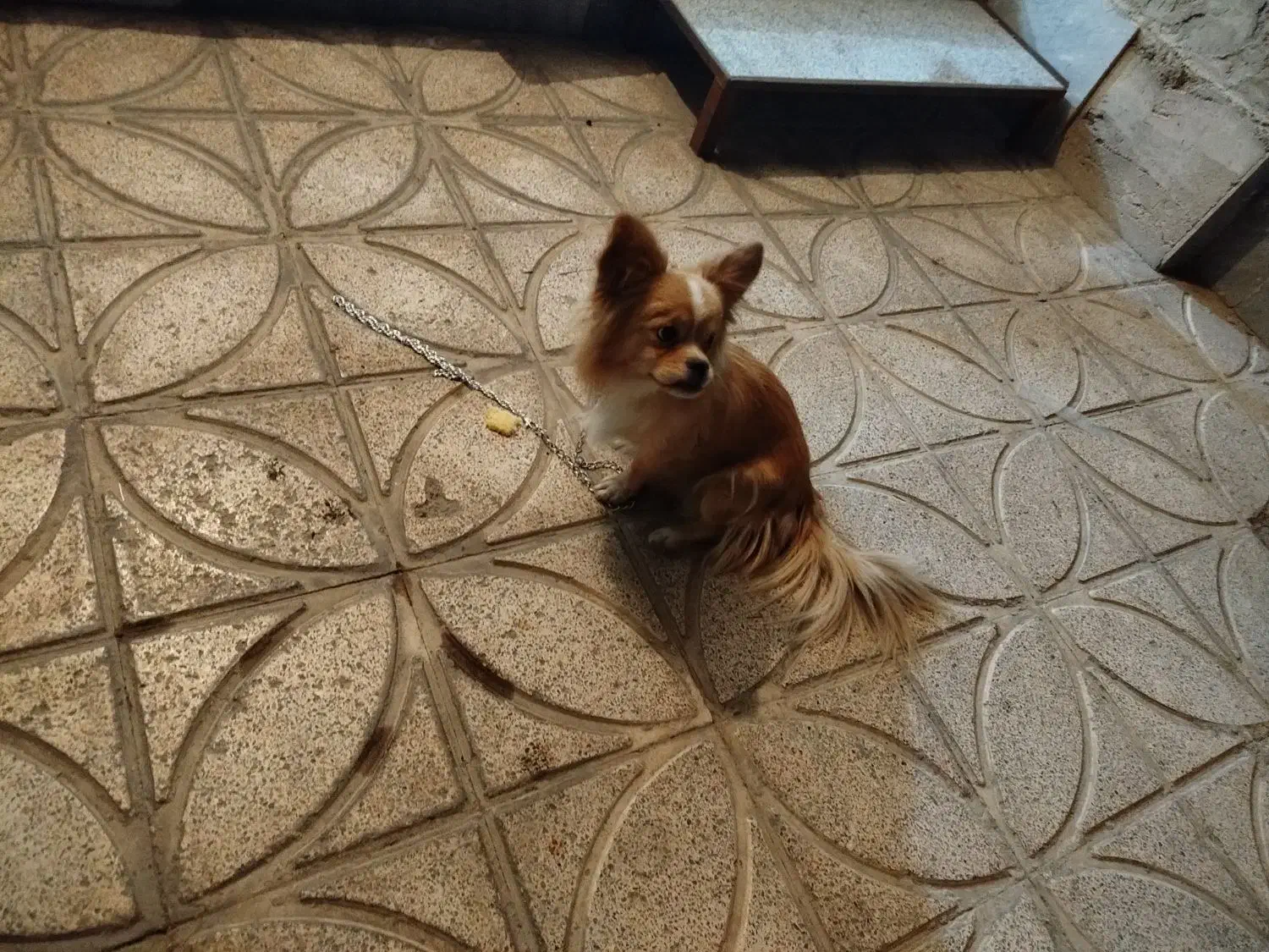 سگ معاوضه با قناری یا سهره وسیله منزل|سگ|خمینی‌شهر, |دیوار