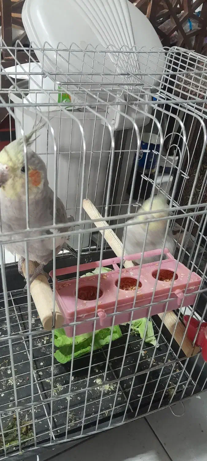 عروس هلندی|پرنده|الوند, |دیوار