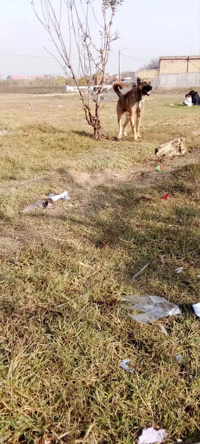 سگ ۱۰ ماهه|سگ|پارس‌آباد, |دیوار