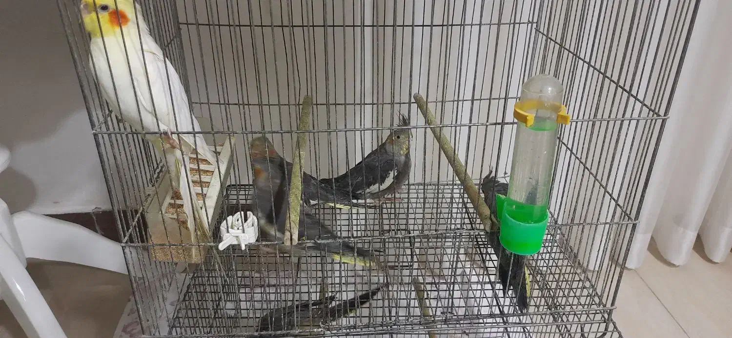 ۴ عددجوجه عروس هلندی ۳ماه ویک نر لوتیتو دستی|پرنده|لاهیجان, گلستان|دیوار