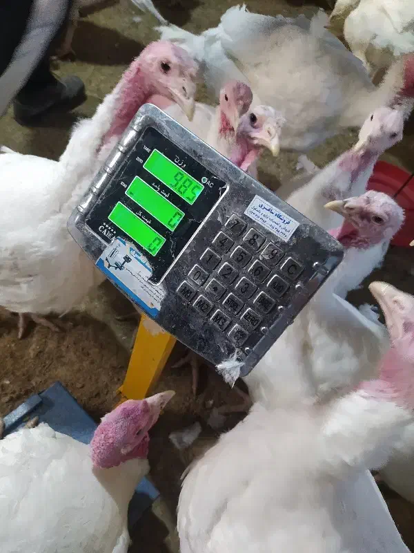 بوقلمون گوشتی|حیوانات مزرعه|خوسف, |دیوار