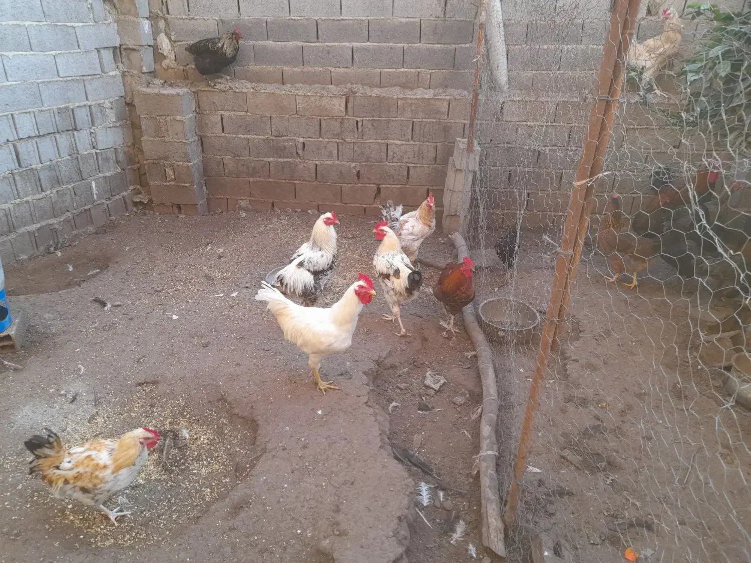 بوقلمون و مرغ و خروس و جوجه گلپایگان|حیوانات مزرعه|فرح آباد, |دیوار