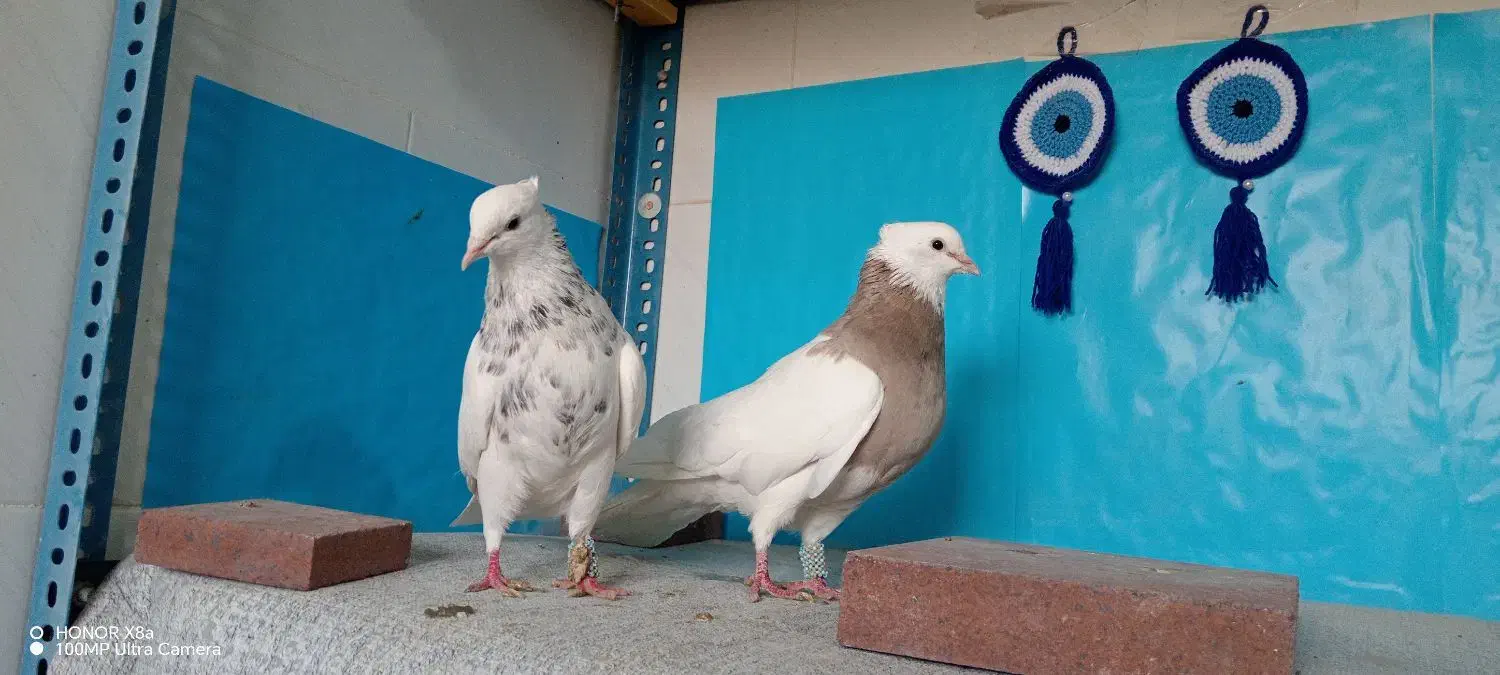 طوقی|پرنده|شهرضا, |دیوار