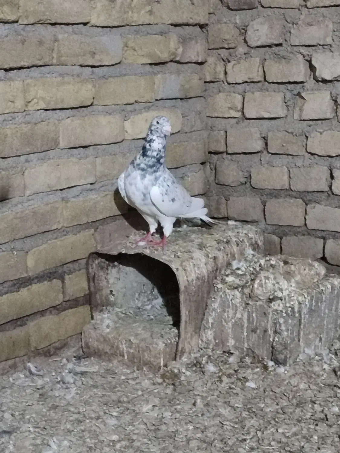 کبوتر گمشده|حیوانات|سبزوار, غرب نیروگاه|دیوار