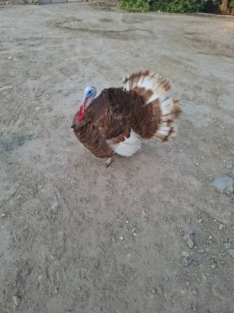 فروش بوقلمون نر|حیوانات مزرعه|خورموج, |دیوار