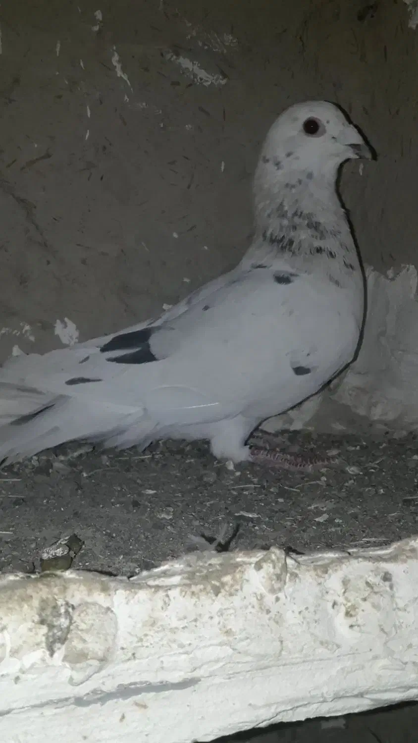 کفتر سرور هفترنگ سوزنی|پرنده|چناران, |دیوار