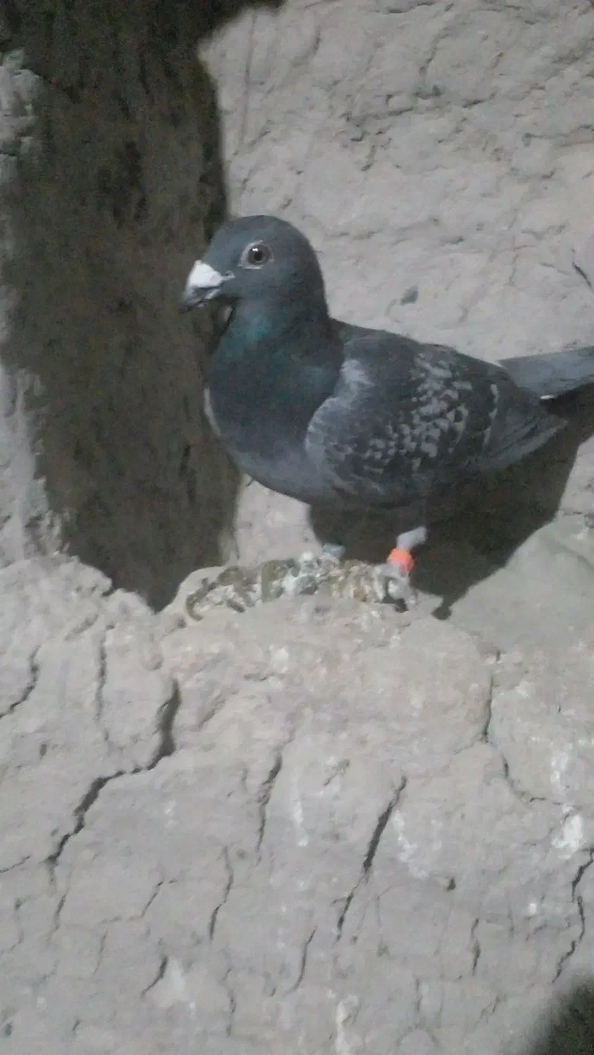 کبوترگرفتنی|پرنده|نیمروز, |دیوار