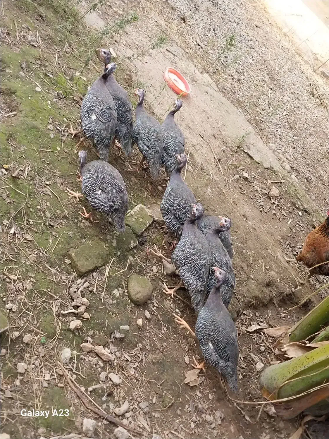 مرغ شاخدار ( سیساک )|حیوانات مزرعه|آمل, |دیوار