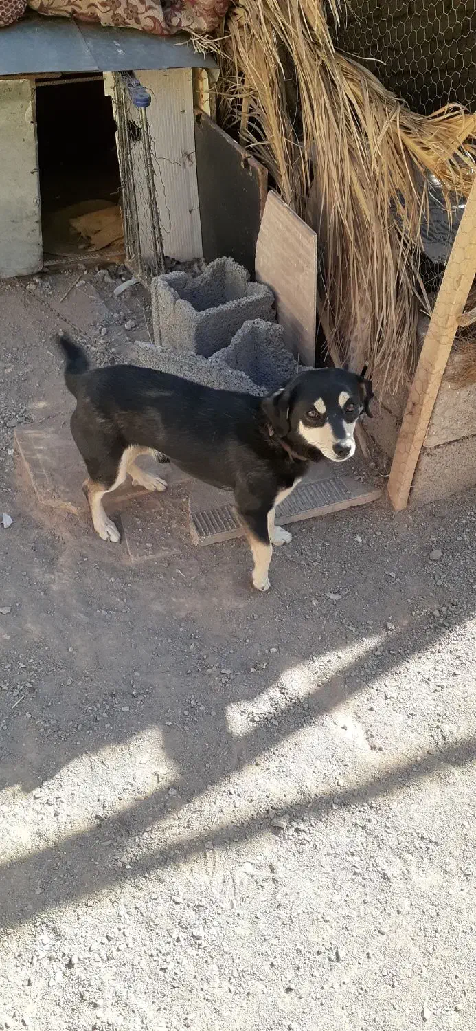 سگ پا کوتاه|سگ|کرمان, |دیوار