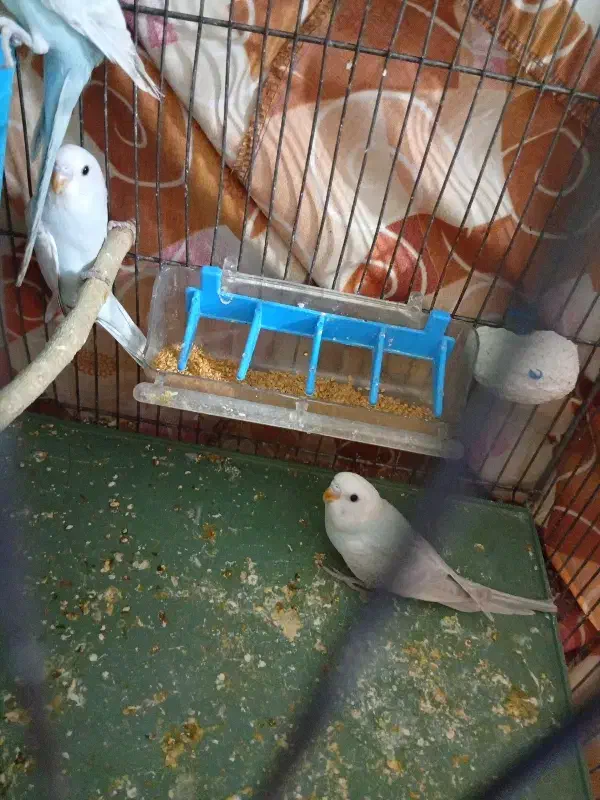 پرنده|پرنده|ری, ظهیرآباد|دیوار