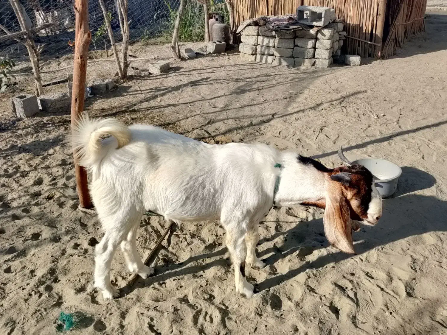 بز نر خوب|حیوانات مزرعه|کهیر, |دیوار