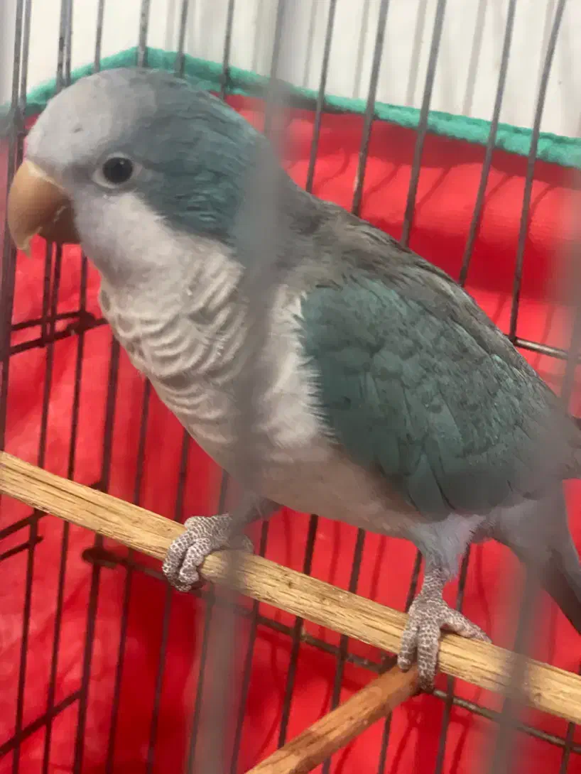 طوطی راحب|پرنده|بندرعباس, |دیوار