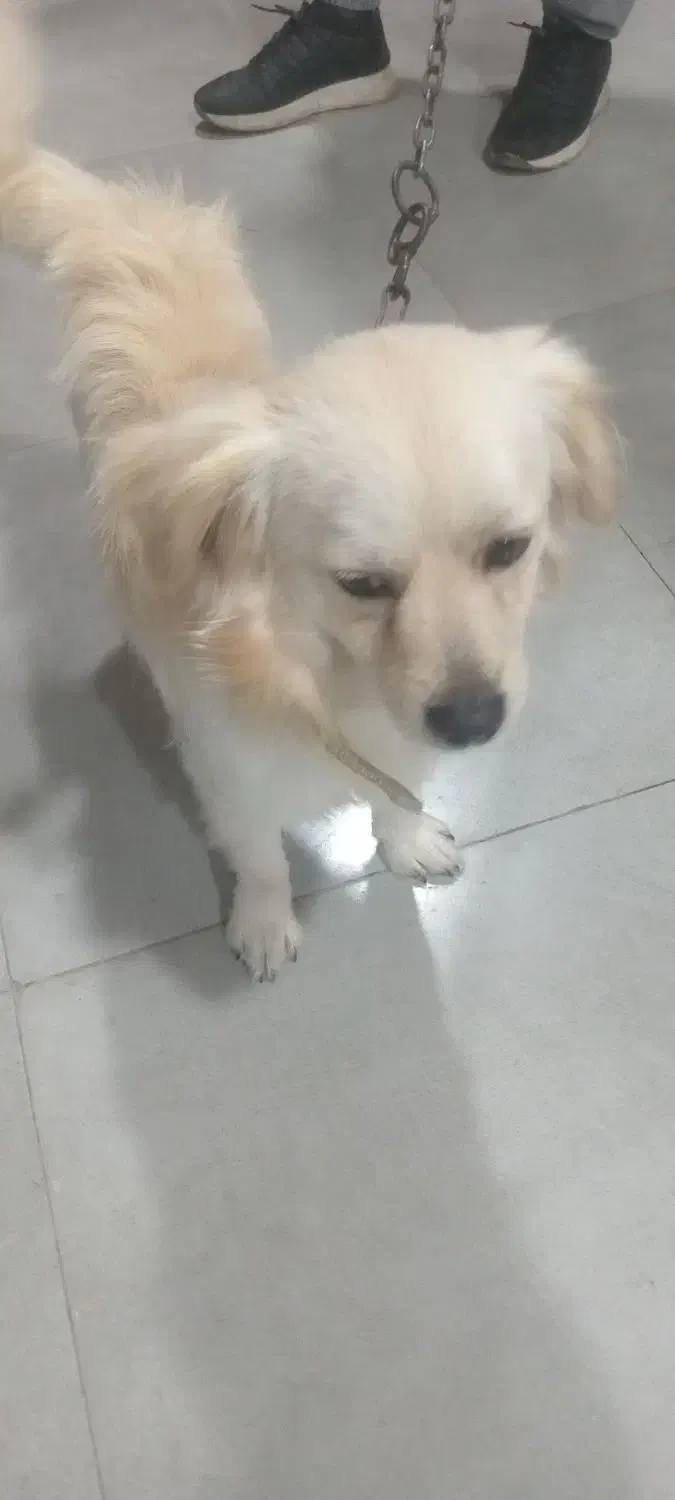 فروش یک قلاده سگ|سگ|نوشهر, |دیوار