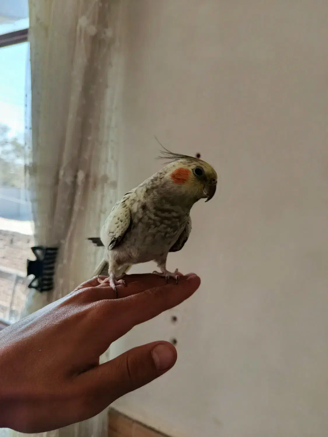 عروس هلندی|پرنده|الیگودرز, |دیوار