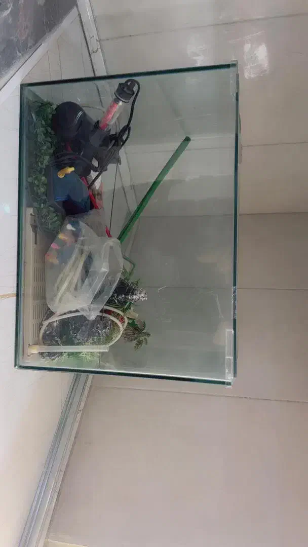 آکواریوم شیشه خم|ماهی|پرند, فاز ۶|دیوار