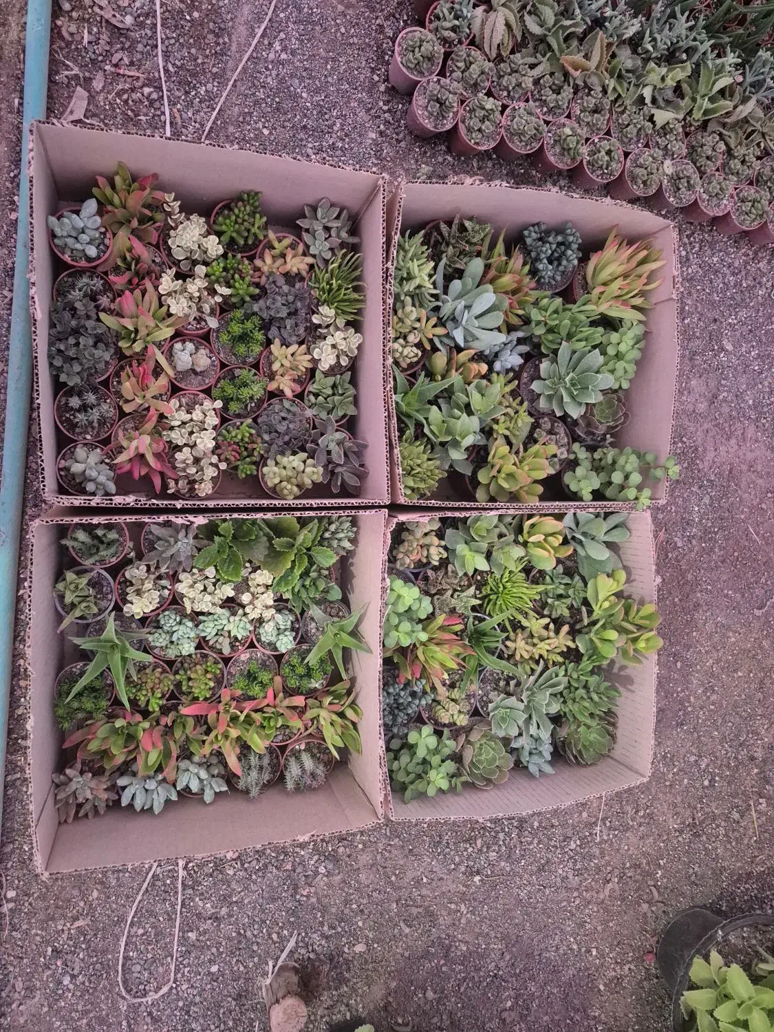 گل و ساکولنت، کاکتوس ، هدیه ،روز دختر ،دانش آموز|گل و گیاه طبیعی|مشهد, رسالت|دیوار