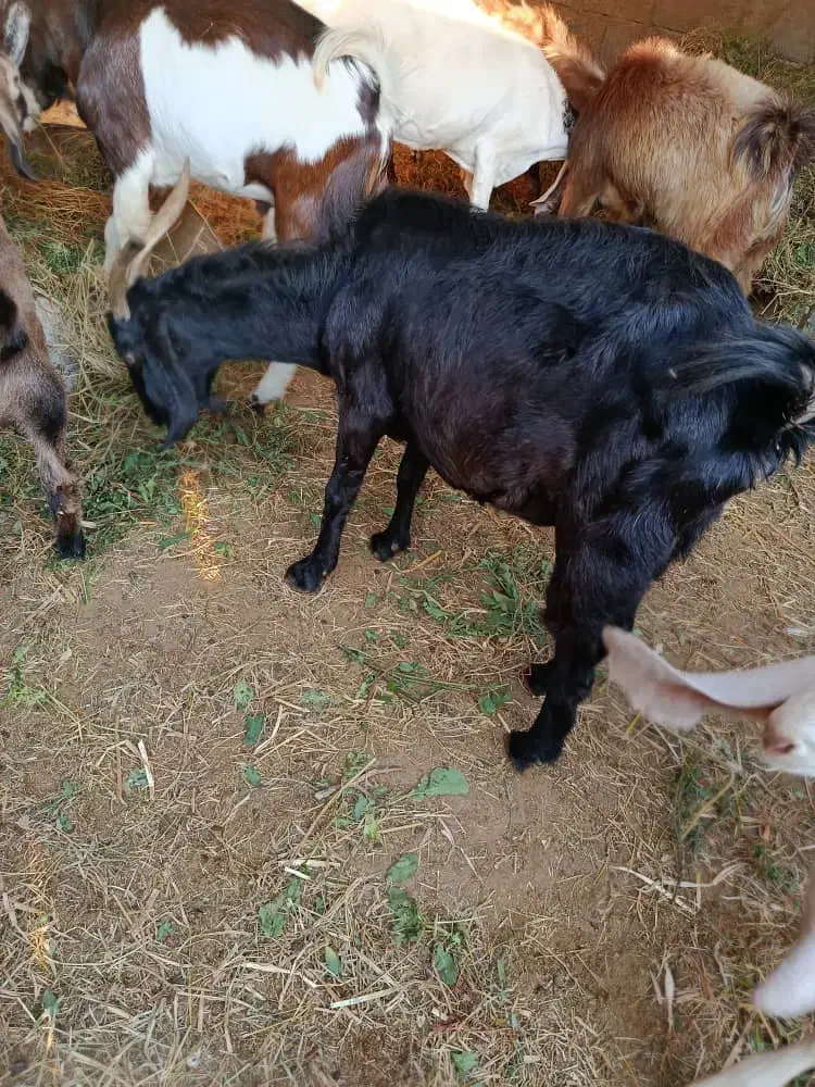 دوعددبز دو وسه قلوزا|حیوانات مزرعه|جم, |دیوار