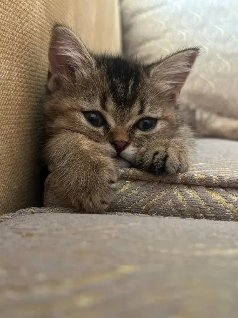 گربه با اصالت و شناسنامه دار|گربه|اهواز, کوی ایثار|دیوار