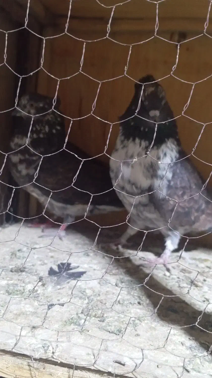 کفتر قاره|پرنده|کوهدشت, |دیوار