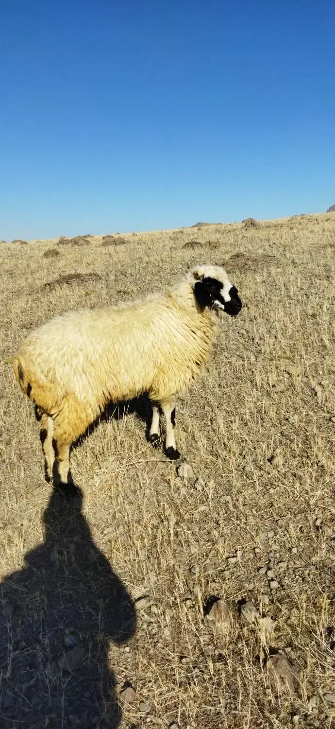 توغلی دامازدیغ|حیوانات مزرعه|ارشق, |دیوار