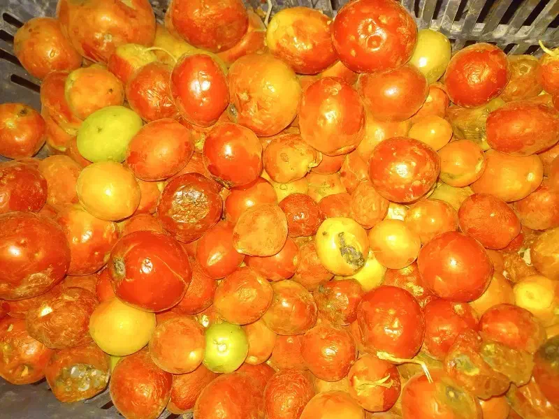 گوجه|حیوانات مزرعه|مشهد مرغاب, |دیوار