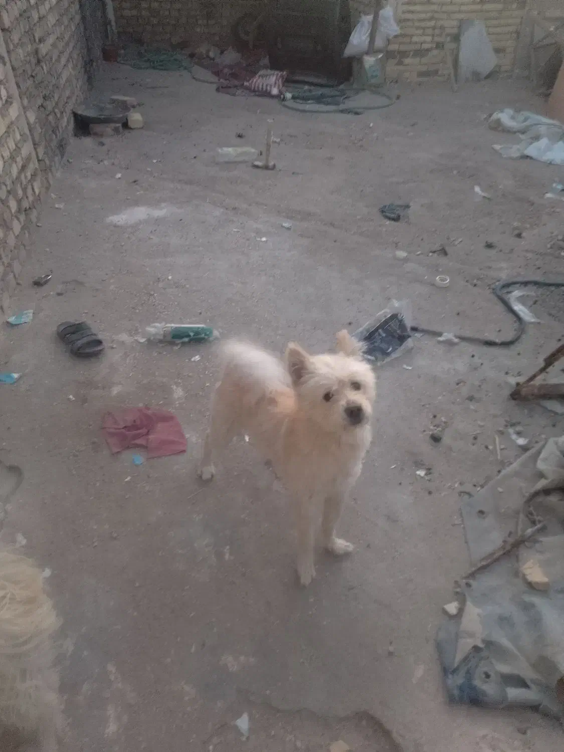 پامر روباهی|سگ|یزد, |دیوار