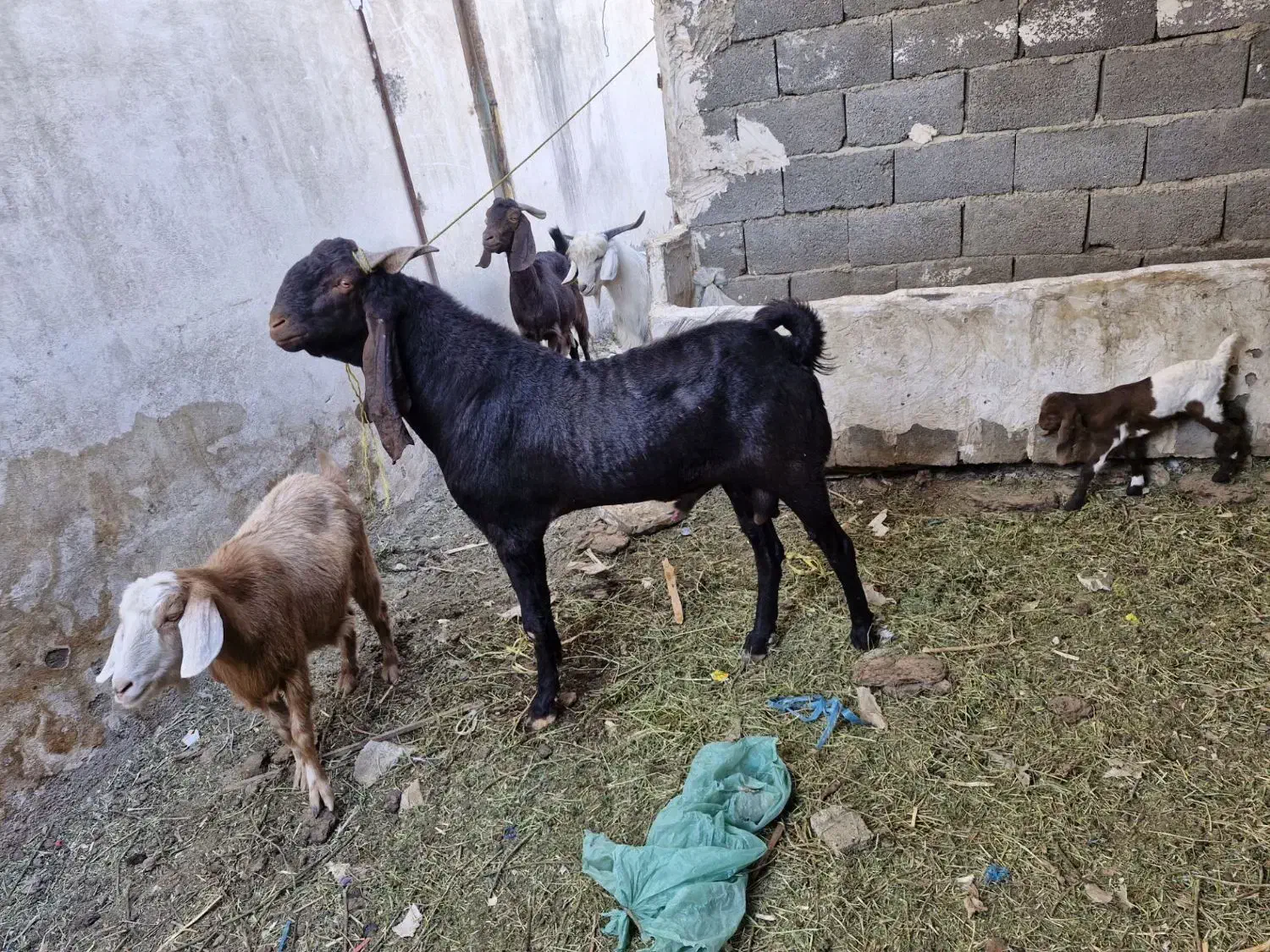 بز نر پاکستانی|حیوانات مزرعه|کهریزک, |دیوار