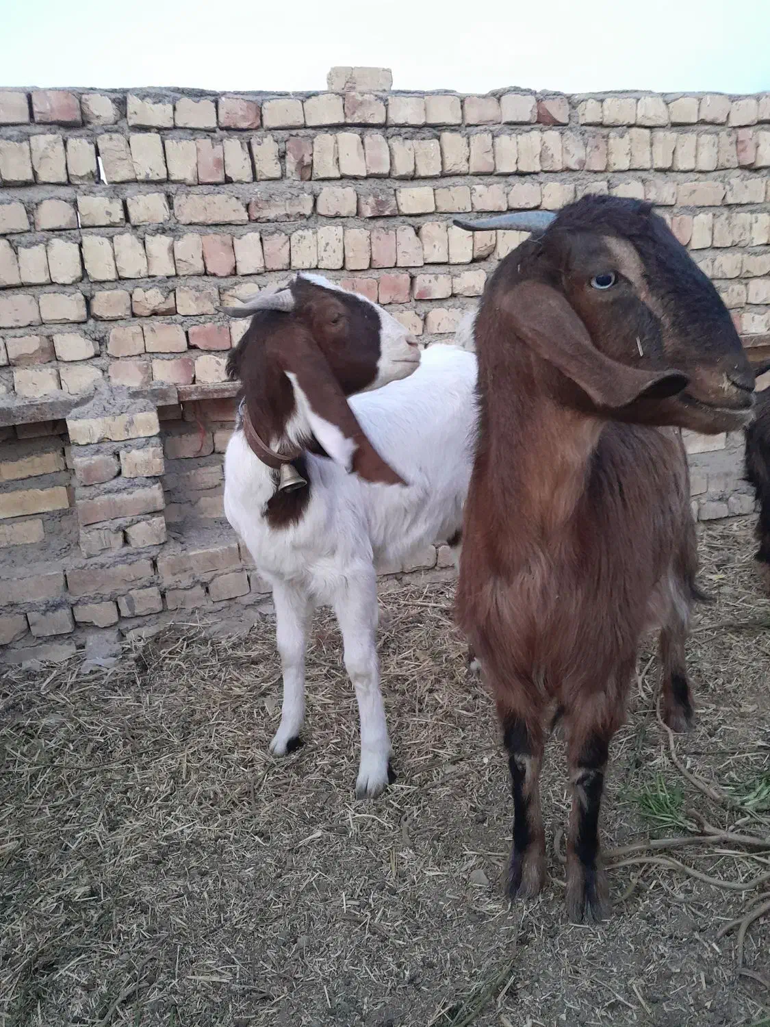 بزغاله دورگ|حیوانات مزرعه|جعفرآباد, |دیوار