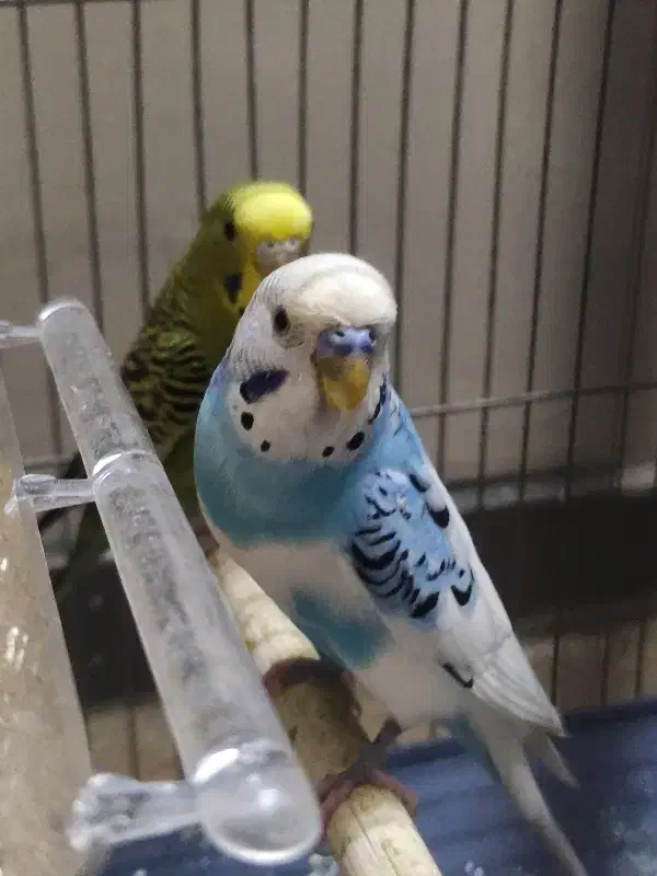 مرغ عشق|پرنده|تهران, شیوا|دیوار