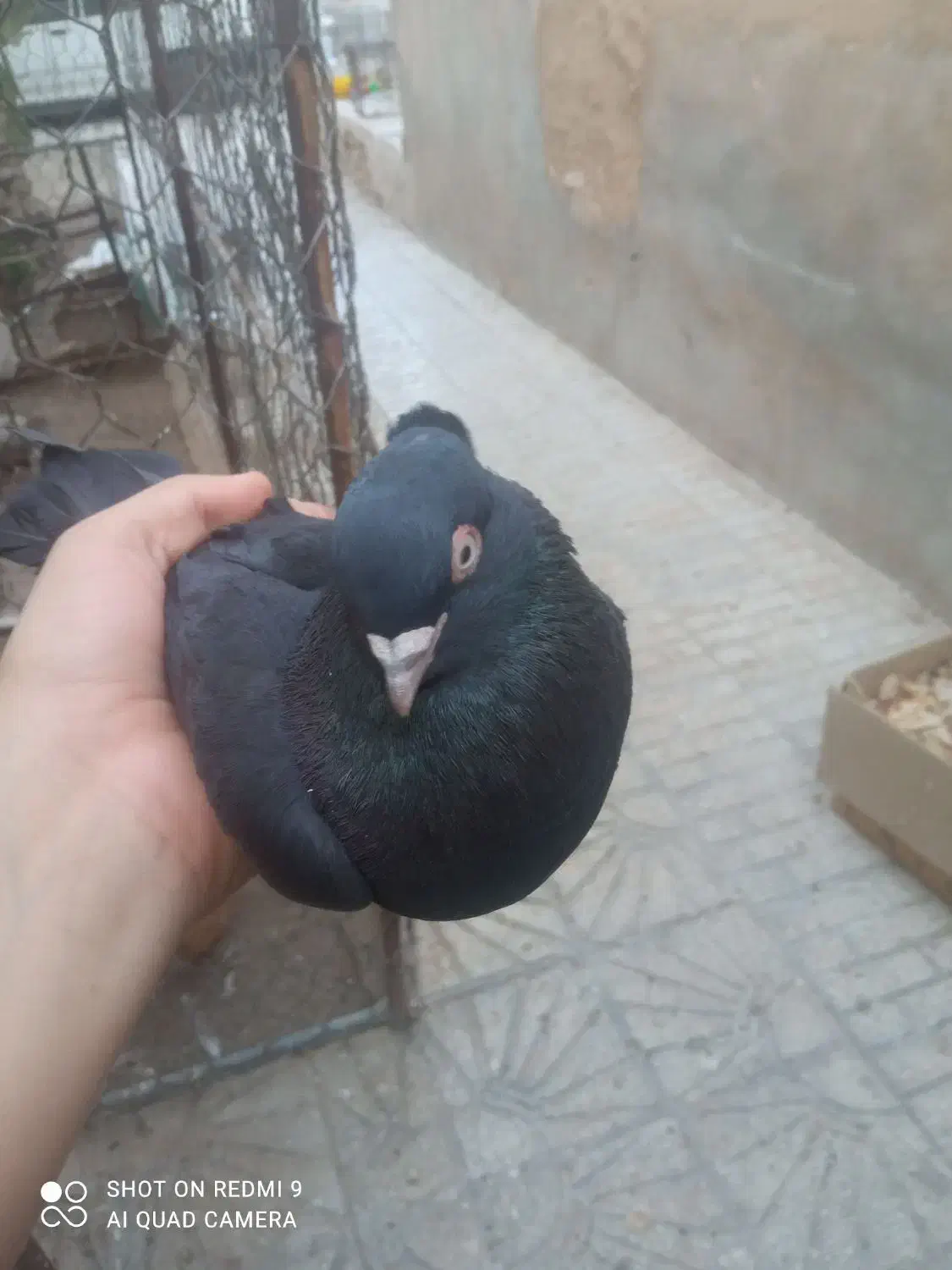 کبوتر خوب|پرنده|خورموج, |دیوار