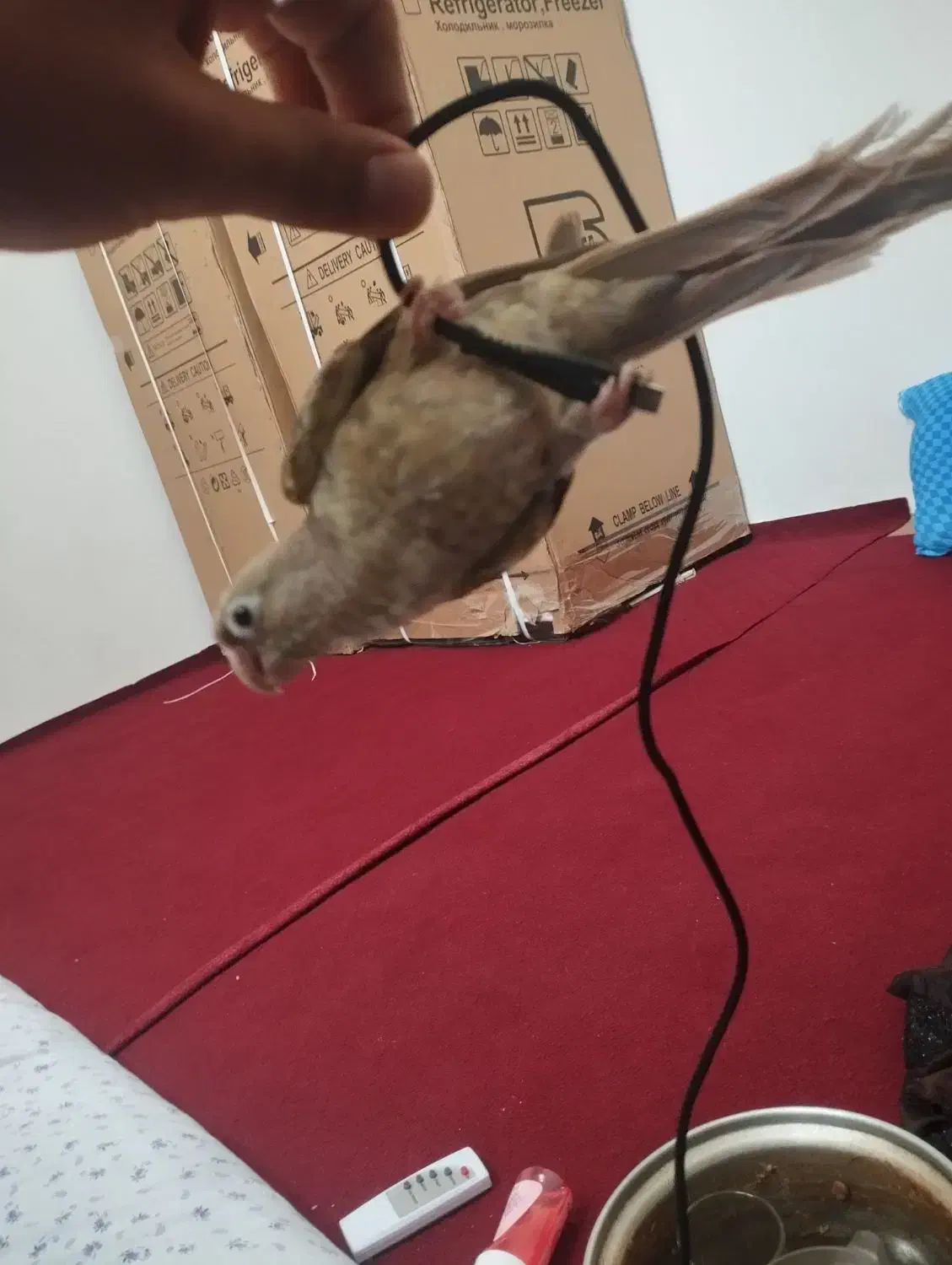 گرینچیک دستی مولد پاین اپل|پرنده|گلبهار, نوبهار|دیوار