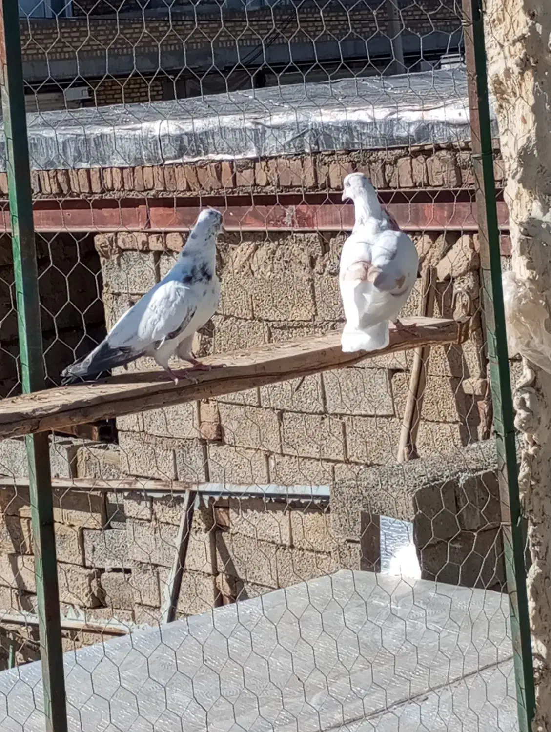 کبوتر انگلیسی|پرنده|لاجان, |دیوار