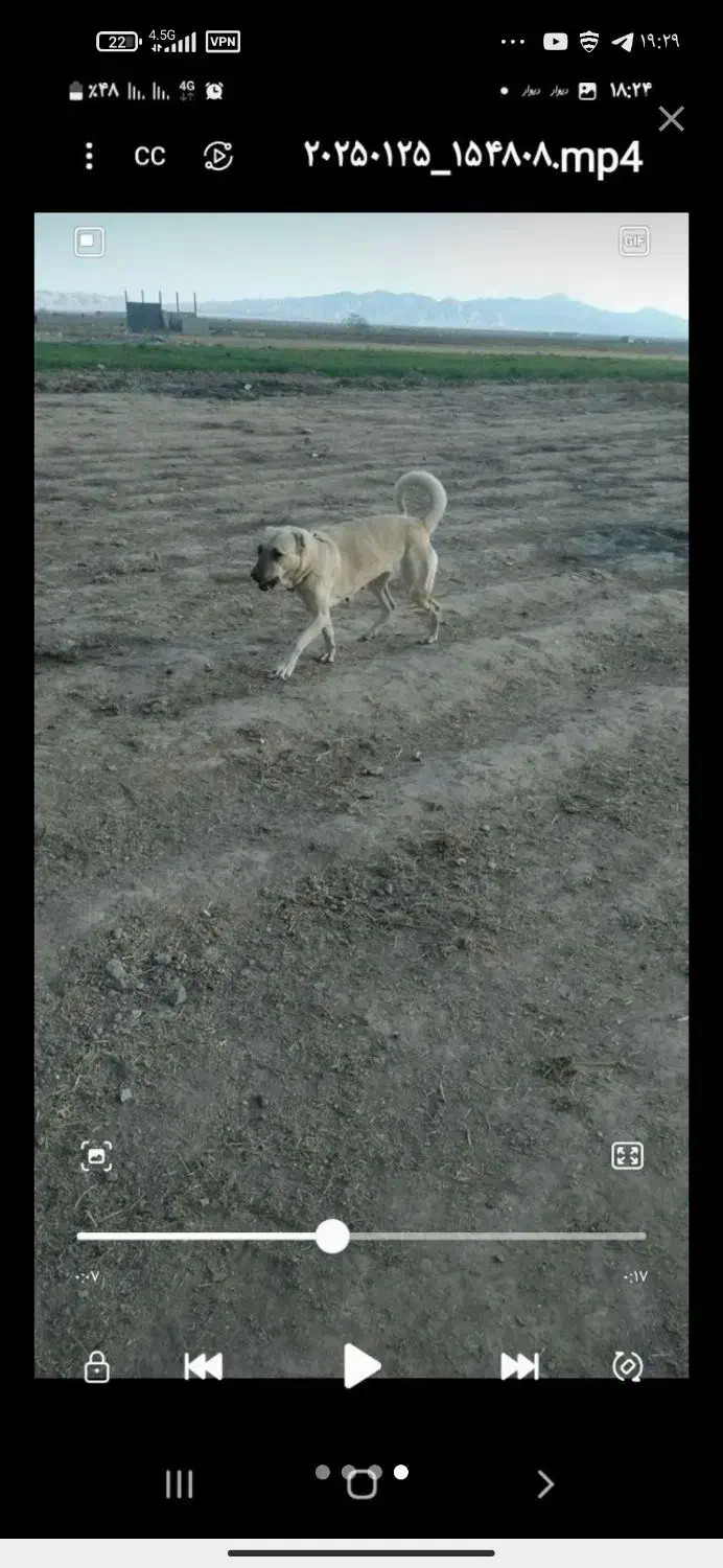 سگ سرابی اصیل ماده نگهبان گله‌ای  سه ساله|سگ|کوهدشت, |دیوار