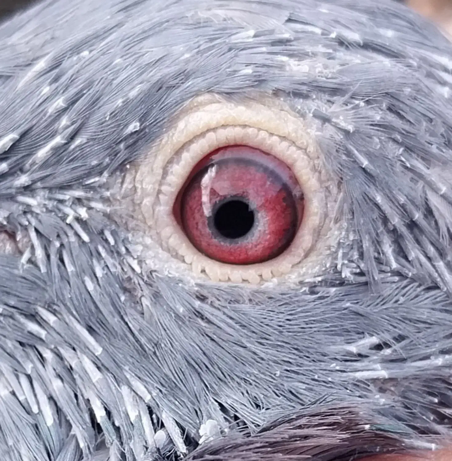 دستبند  کبوتر|بدلیجات|فردوس (خراسان), |دیوار