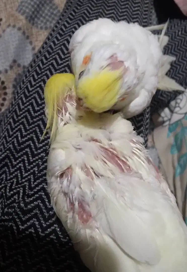 عروس هلندی نژاد لوتینو|پرنده|سورک, |دیوار