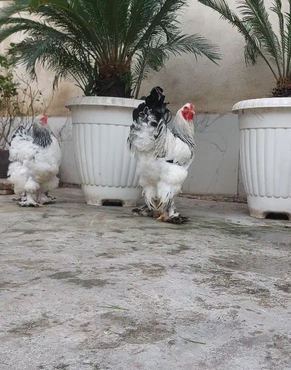 برهما لایت|حیوانات مزرعه|رشت, فلسطین|دیوار