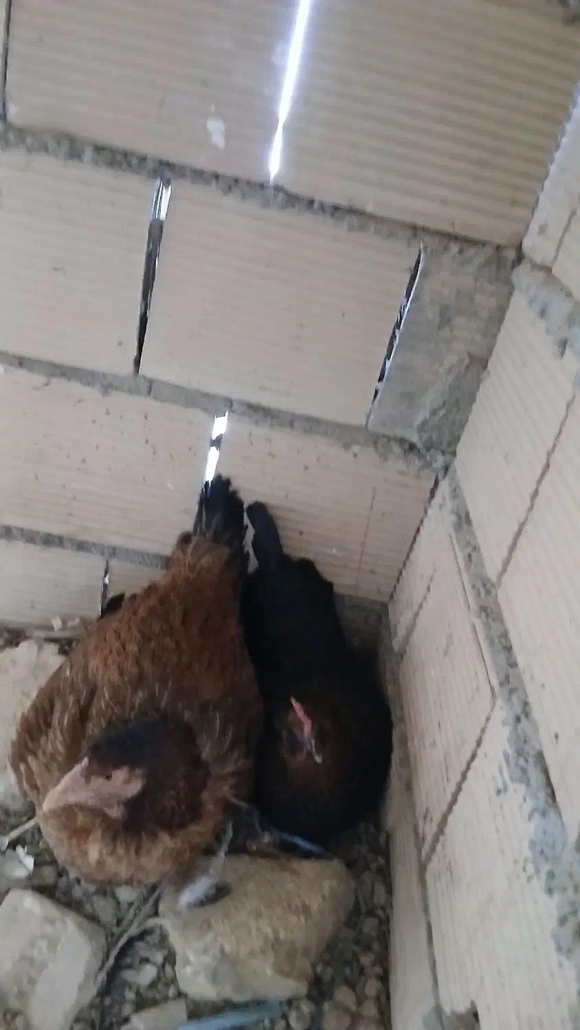 فروش مرغ|حیوانات مزرعه|جوادآباد, |دیوار