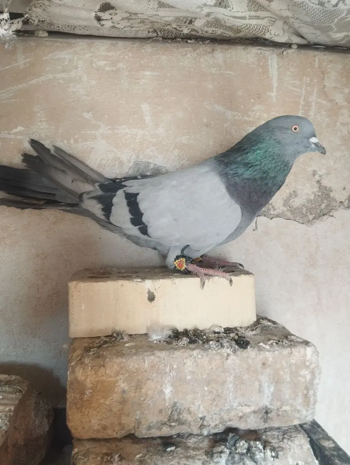 کبوتر اصفهانی|پرنده|شاهینشهر, گزبرخوار|دیوار